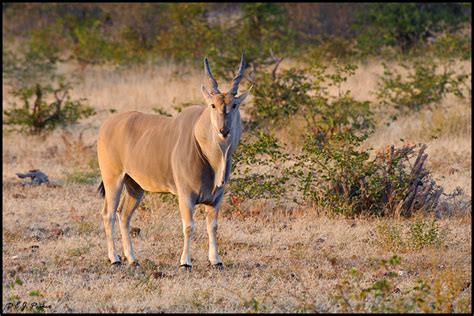 Botswana Wildlife Page