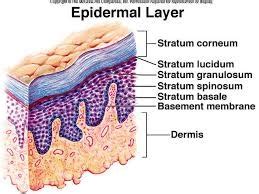 The integumentary system: epidermis Diagram | Quizlet