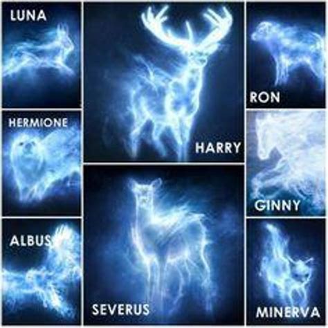 Harry potter patronus, Harry potter love, Harry potter funny