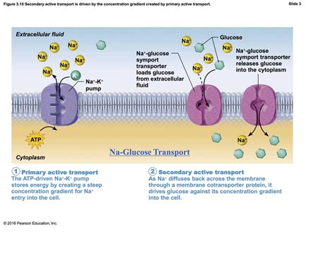 Primary Active transport and Secondary active transport Diagram | Quizlet