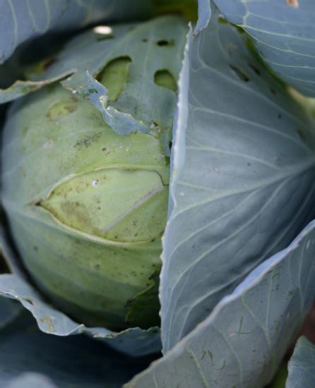 Healthy Green Kitchen » green cabbage