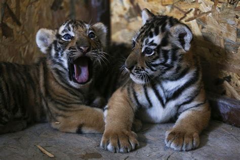 Istanbul’s AslanPark welcomes Bengal tiger cubs | Daily Sabah