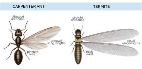 What Do Carpenter Ants Look Like - Carpenter Ants Identification | Carpenter ant, Ants, Drywood ...