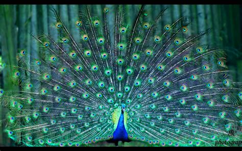 Download Bird Animal Peacock HD Wallpaper