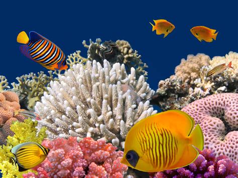 Underwater life of a hard-coral reef, Red Sea, Egypt | By The Shore Scuba Instruction