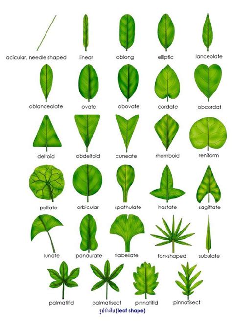 Different Types and Shapes of Leaves