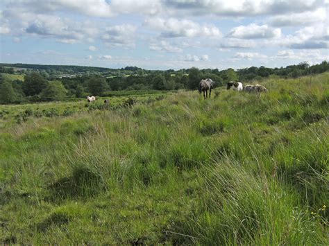 Yarty Moor, Blackdown Hills AONB, Somerset Wildlife Trust nature ...