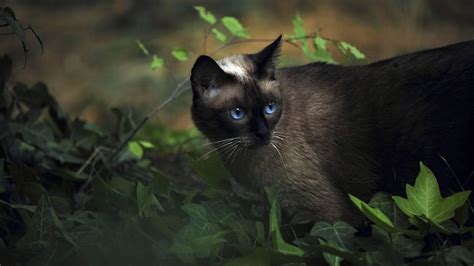 Siamese Cat Wallpapers - Top Free Siamese Cat Backgrounds - WallpaperAccess