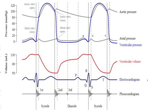 Wiggers Diagram Cardiac Cycle - Wiring Diagram Pictures