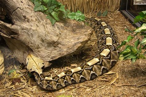 Gaboon Viper Facts and Pictures | Reptile Fact