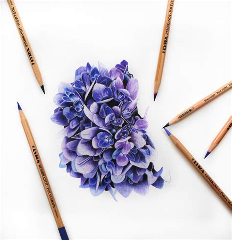 Colored Pencil Hydrangea Tutorial with Jennifer Morrison - Strathmore Artist Papers