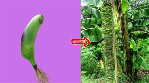 Unique skill of growing bananas from bananas - YouTube