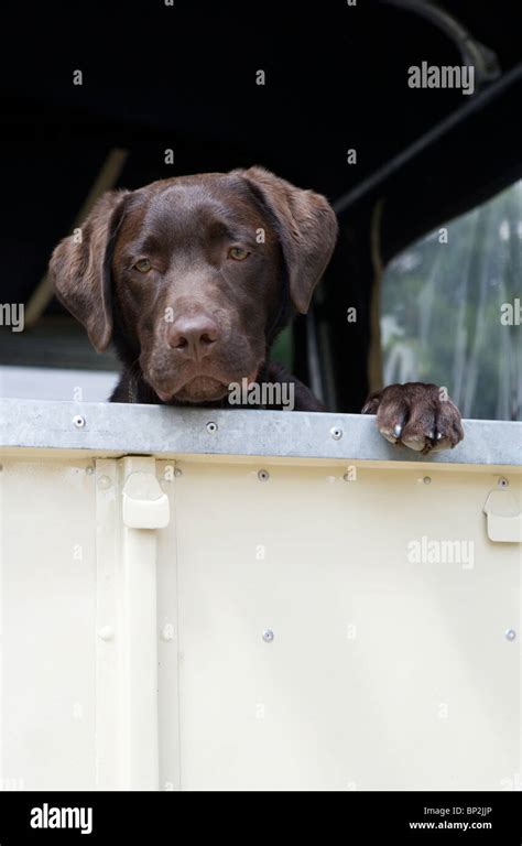 Labrador Retriever Single puppy in landrover car UK Stock Photo - Alamy