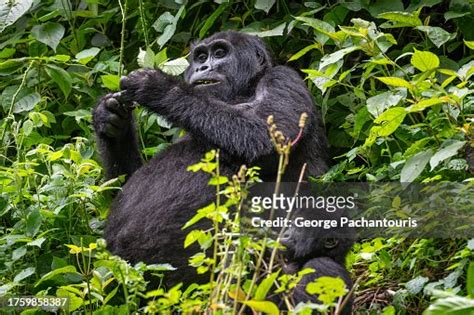 Female Gorilla With Her Baby High-Res Stock Photo - Getty Images