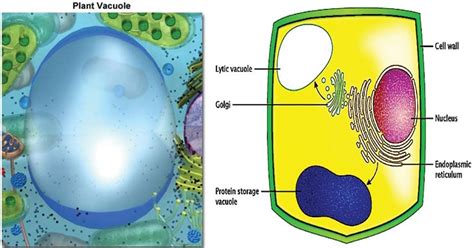 Contractile Vacuole Function In Animal Cell - Cell Component Vacuole : Contractile vacuole ...