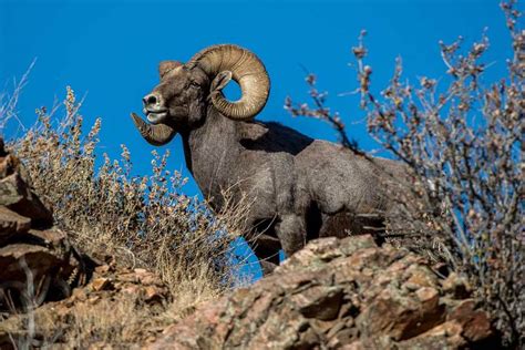 Bighorn Sheep Hunting: Species Spotlight on the Coveted Game Animal - Wide Open Spaces