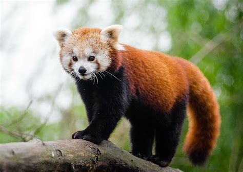 Sikkim Animals Name - Sikkim Wildlife 8 National Parks And Sanctuaries To Witness It - You ...