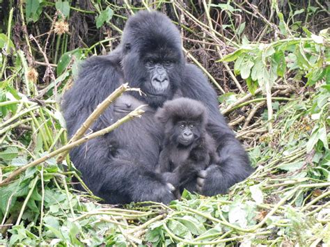 Twenty-Four Baby Gorillas to be Named During Kwita Izina 2021 - Dian Fossey Gorilla Fund