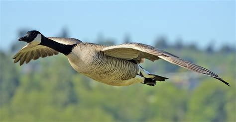 File:Canada goose flight cropped and NR.jpg - Wikipedia, the free encyclopedia