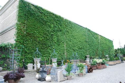 Free photo: Ivy Wall - Building, Covered, Green - Free Download - Jooinn