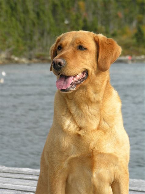 Yellow Labrador Retriever Photograph by Natasha Sweetapple - Fine Art ...