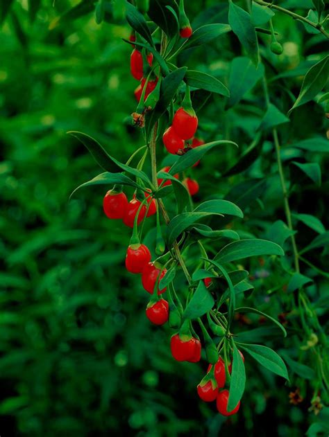 Wolfberry Chinese medical plant seeds 10 | Etsy