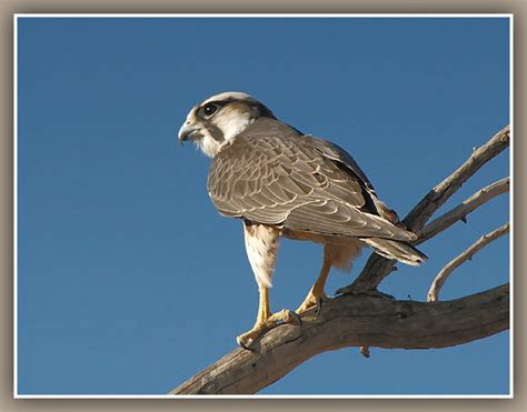 Lanner Falcon - BirdForum Opus | BirdForum