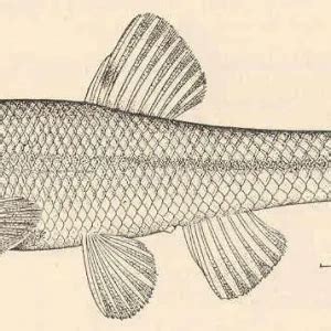 Bluntnose minnow - Facts, Diet, Habitat & Pictures on Animalia.bio