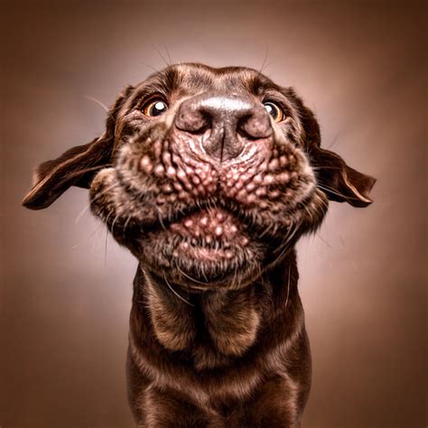 Funny (Dog) Faces – Erblicken.com