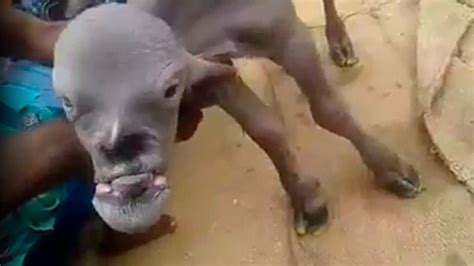 'Demon goat' appears in India, terrifying village with human-like face | Fox News