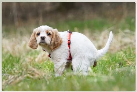 Small White Worms In Dog Poop: Causes, Symptoms, And Treatment - Petsmartgo