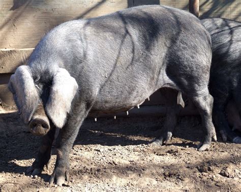 Large Black Pig - The Livestock Conservancy