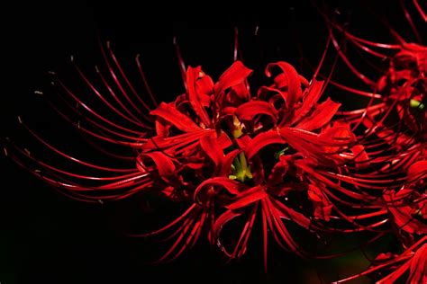 HD wallpaper: red petaled flowers, amaryllis, amaryllidaceae, spider ...