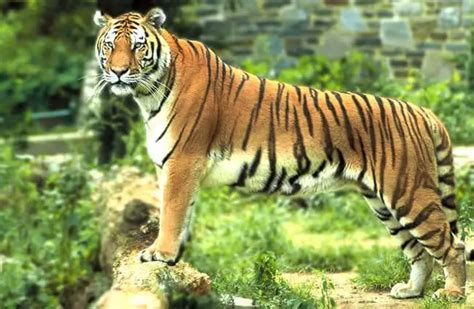 Bengal Tiger - Description, Habitat, Image, Diet, and Interesting Facts