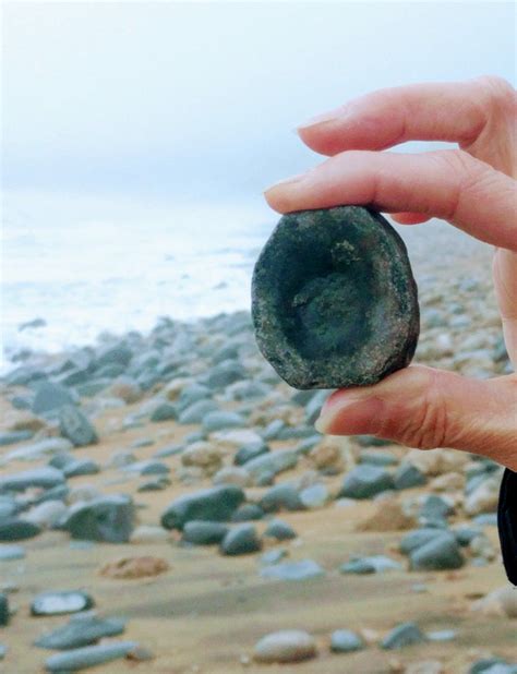 Ichthyosaur vertebrae from Charmouth Beach | Fossils, Fossil hunting, Palaeontology