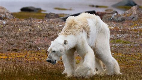 Starving-Polar-Bear Photographer Recalls What Went Wrong