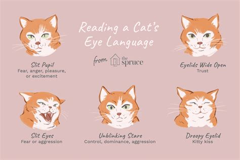 What Your Cat Is Saying With Its Eyes