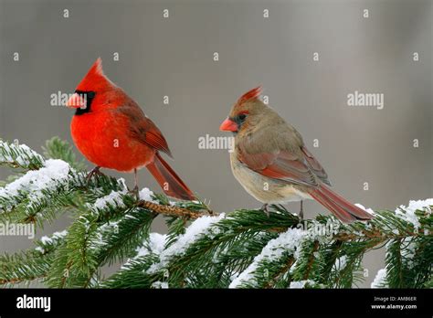 Northern Cardinals in Snow Covered Spruce Tree Stock Photo - Alamy