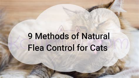 9 Methods of Natural Flea Control for Cats - Kotikmeow