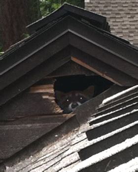 Photos of Damage Caused by Raccoons - Humane Raccoon Removal