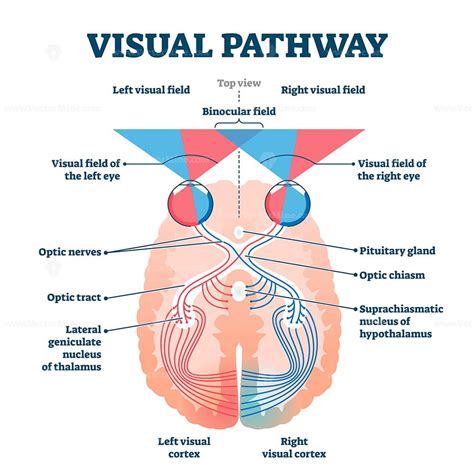 Visual pathway medical vector illustration diagram - VectorMine