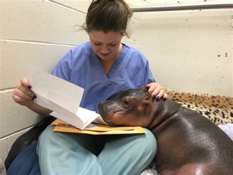 Meet Fiona, The Baby Hippo Whose Full-Time Job Is To Be Adorable