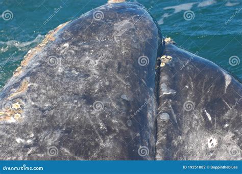 Whale Head Stock Photography - Image: 19251082