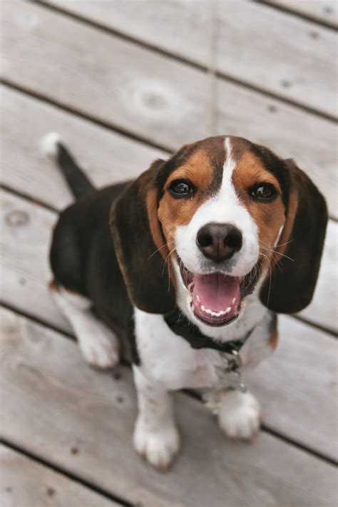 File:Beagle puppy Cadet.jpg - Wikipedia, the free encyclopedia