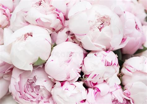 14+ Peonies wallpaper Free Stock Photos - StockFreeImages