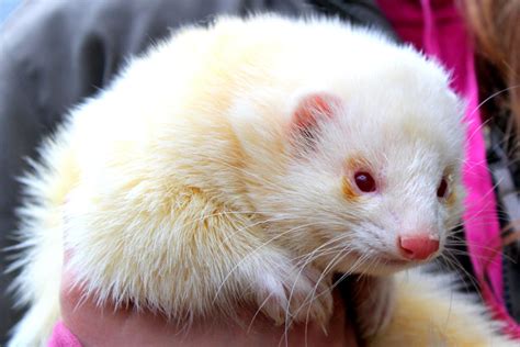 Angora Ferret — Is It the Perfect Pet For Your Family?