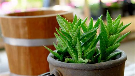 Is Aloe Vera a Succulent or a Cactus: A Deeper Dive Into Aloe - Sublime ...