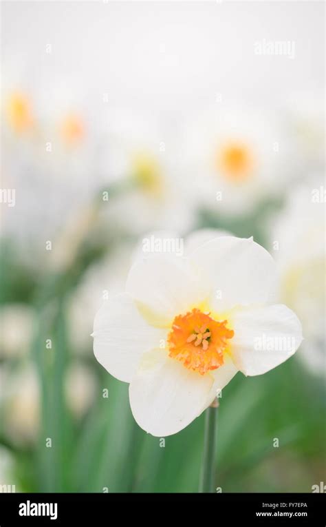 closeup to white narcissus flower Stock Photo - Alamy