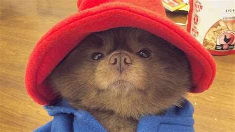 Everyone give up. This dog's Paddington Bear costume wins Halloween. | Mashable