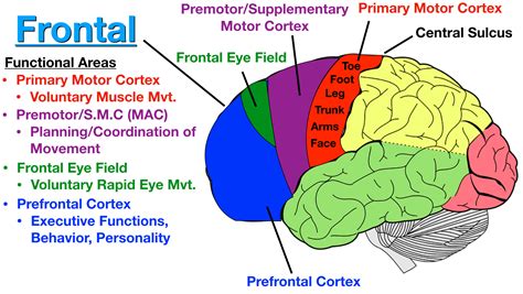 Lobes of the Brain: Cerebral Cortex Anatomy, Function, Labeled🔑 ...